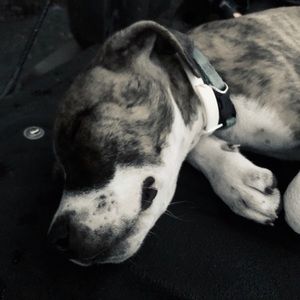 Meet your Posher, Lily
